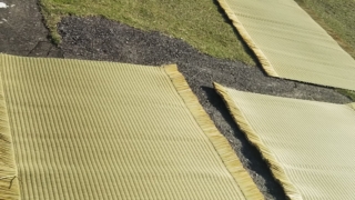 ビーグの畳表を干す